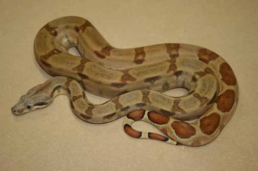 Boa Constrictor